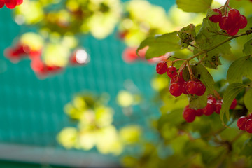 Canvas Print - Autumn tree with red berries and colorful leaves. Selective focus