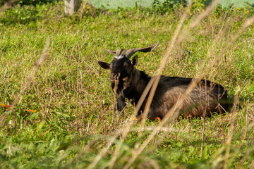 Sticker - Brown goat at village