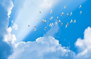 Fototapete - flock of pigeons flying in blue sky among clouds to meet sun bea