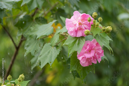 Slow Shutter Speed Of Cotton Rose Flower Hibiscus Mutabilis L With Water Drops In Rainy Day Buy This Stock Photo And Explore Similar Images At Adobe Stock Adobe Stock Slow Shutter Speed Of Cotton Rose Flower Hibiscus Mutabilis L With Water Drops In Rainy Day Buy This Stock Photo And Explore Similar Images At Adobe Stock Adobe Stock