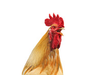 The Head Of A Rooster With A Red Crest Sings On A White Isolated Background