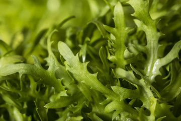 Raw Green Organic Frisee Lettuce