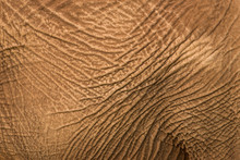 African Elephant Skin Texture