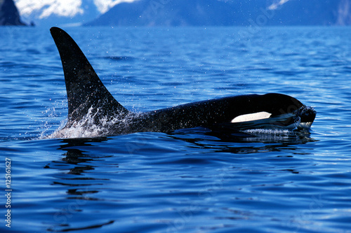 Fotografie, Obraz Killer whale surfaces and shows tall dorsal fin (Orcinus orca),
