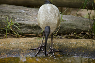 white ibis