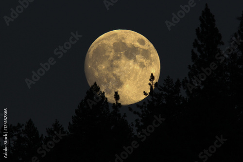 Zdjęcie XXL Księżyc w pełni wznoszący się za drzewami.