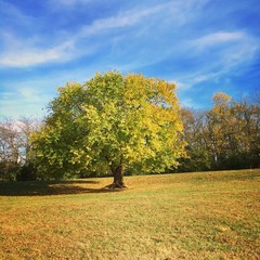 Wall Mural - Beautiful autumn tree in park