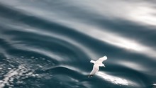 Sea Gulls Flying Above The Deep Blue Sea
