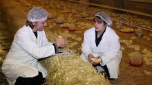 HD 1080: Farmer And Veterinarian Working On Chicken Farm, Eggs And Poultry Production. 