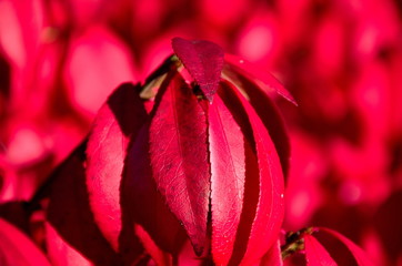Wall Mural - All kind of red  on burning bush