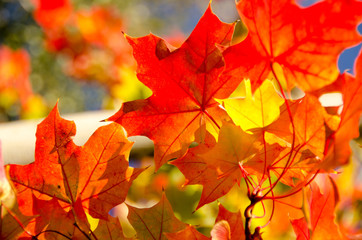 heaps of sugar maple red and yellow leaves - 2