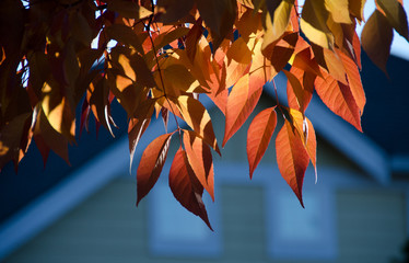 Wall Mural - ash foliage in red colors