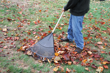 Poster - man working in the yard to clean fallen leaves by fan rake