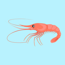 Shrimp Vector Flat Design Illustration