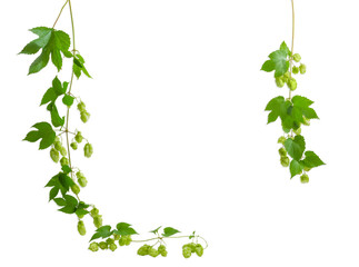 Wall Mural - Background of two a hanging branches hops, forming a frame