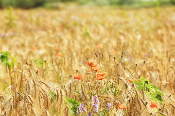 Canvas Print - Beautiful field