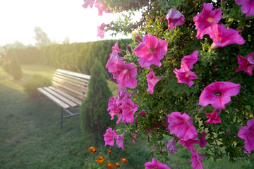 Canvas Print - Wooden bench and flower bush in botanical garden