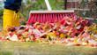 Leaves are swept together with a broom

