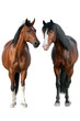 © kwadrat70 - Two horse standing isolated on white background