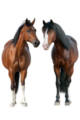 two horse standing isolated on white background