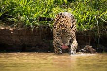 Jaguar In Shallows Drinking From Muddy River