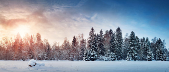  Piękny drzewo w zima krajobrazie w opóźnionym wieczór w opadzie śniegu