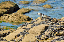 Seagulls On The Rocks Looking For Their Food