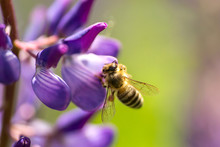 A Bee Pollinates Violet Lupine. Macro Bee