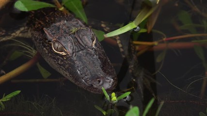 Fototapete - Close-up of baby /  juvenile alligator in Louisiana swamp at Sabine National Wildlife Refuge