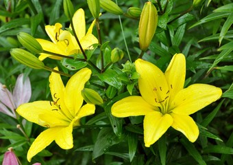 yellow lilies