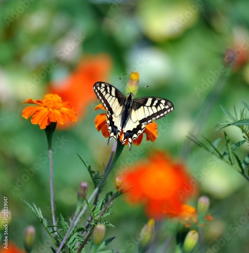 Naklejka samoprzylepna Motyl na kwiat