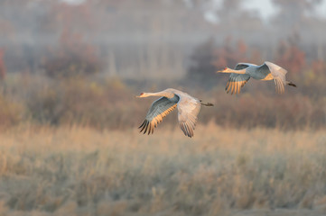 pair of sandhill cranes in flight in front of a foggy sedge marsh
