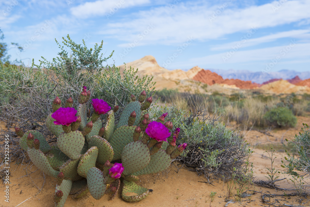blooming cactus in mountain desert in Nevada Stock Photo | Adobe Stock