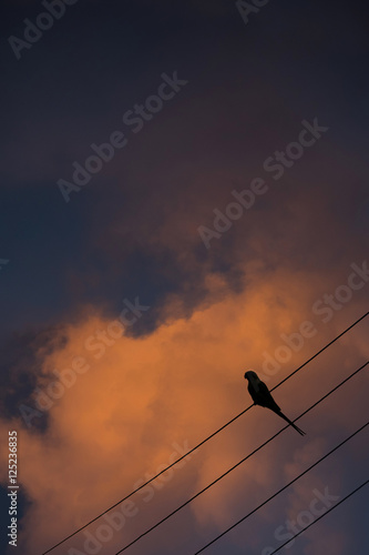 Oiseau Feuilles Branche Arbre Nature Contre Jour Perruche