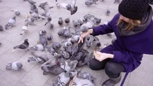 A Woman Feeds Pigeons At Square