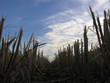 A wheat stubble field