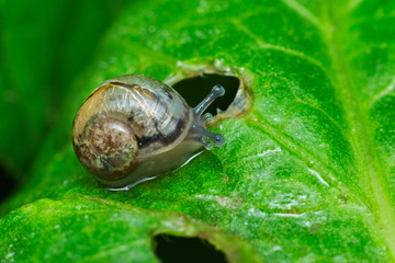 Little snail crawling on a green leaf after the rain

