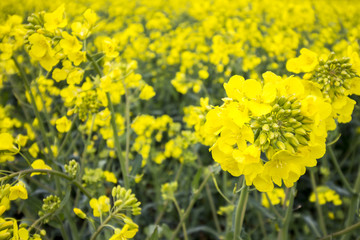 Sticker - Oil Seed Field. Yellow Plant Detail.