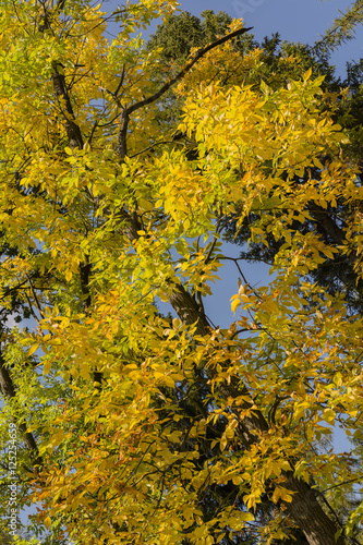 Look into the tree ash tree in fall colors. Stock Photo | Adobe Stock