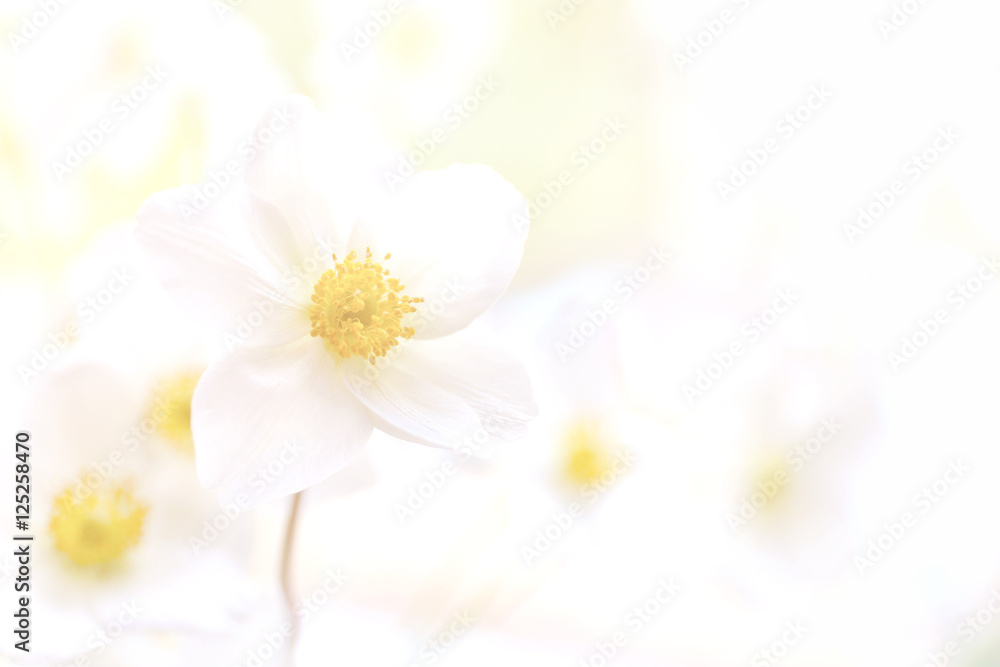 Pastel flower background. Floral art concept. - obrazy, fototapety, plakaty 