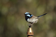 male superb fairy wren perched on top of a water sprinkler head
