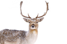 Fallow Deer Buck With Big Antlers Isolated On A White Background Closeup In A Winter Field In Canada