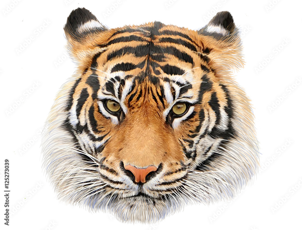 Photo Art Print Tiger Head Hand Draw And Paint Color On White Photo Art Print Tiger Head Hand Draw And Paint Color On White Background Ilration Abposters Com