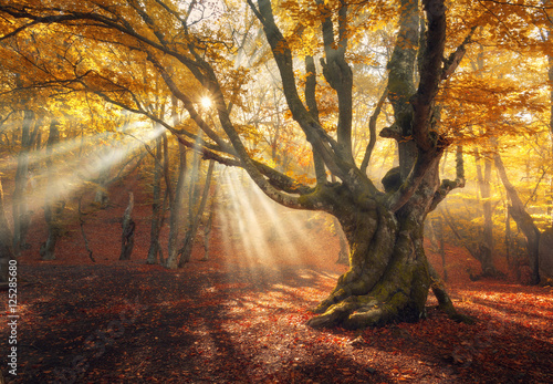 Autumn forest in fog with sun rays. Magical old tree at sunrise. Colorful landscape with foggy forest, yellow sunlight, red foliage at sunrise. Fairy forest in autumn. Fall woods. Enchanted tree