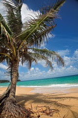 Wall Mural - Palm tree on the sea beach.