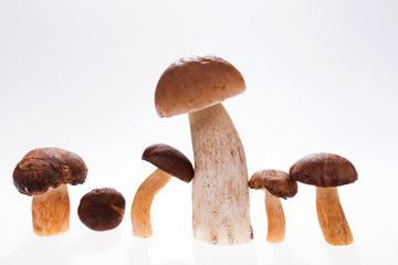 Group of mushroom, isolated on white background