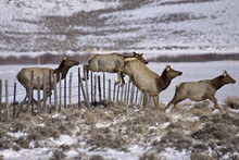 Over Easy - Elk Easily Jump A Ranch Fence As They Stampede Across The Range.