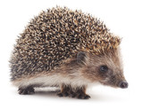 Fototapeta Zwierzęta - Small hedgehog.