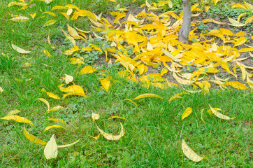 closeup of fallen foliage on green grass under a tree