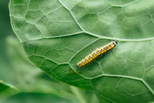 Yellow Caterpillar On Green Leaf